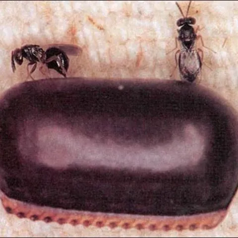 thumbnail for publication: A Cockroach Egg Parasitoid, Evania appendigaster (Linnaeus) (Hymenoptera: Evaniidae)